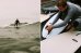画像2: ◆Almond Surfboards & Designs Sano Special 9’7" 新古品  (2)